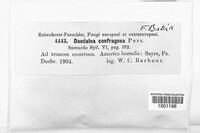 Daedaleopsis confragosa image
